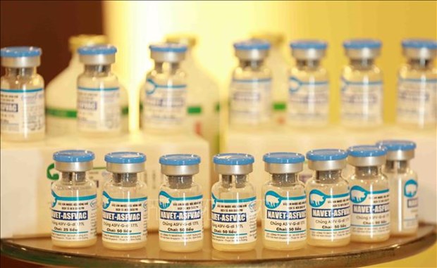 Destacan logros de Vietnam en desarrollo de vacuna contra peste porcina africana hinh anh 1