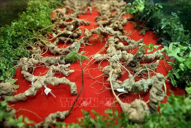 Promueven cultivo de ginseng vietnamita en provincia de Quang Nam hinh anh 1