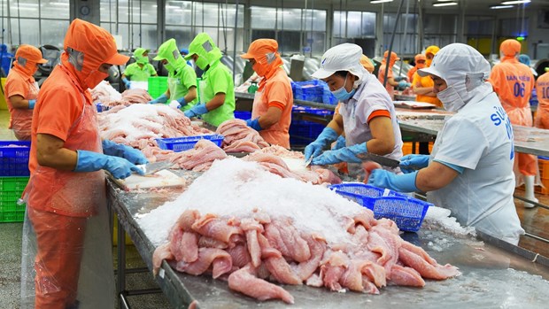 Vietnam disfruta aumento fuerte de exportaciones de pescado Tra hinh anh 1