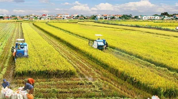 Delta del rio Mekong elabora proyecto de un millon de hectareas de arroz de alta calidad hinh anh 1