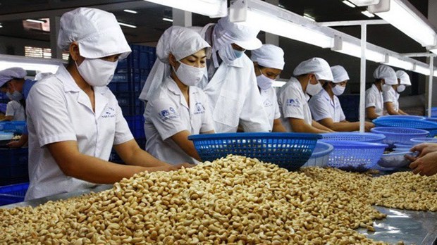 Sector de anacardo vietnamita enfrenta desafios en 2022 hinh anh 1