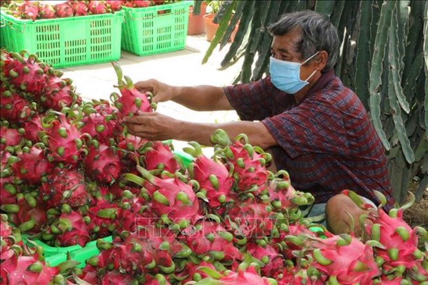 China vuelve a importar productos agricolas vietnamitas hinh anh 1