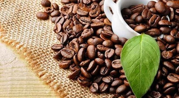 Aumentan oportunidades de exportacion de cafe vietnamita a Estados Unidos hinh anh 1