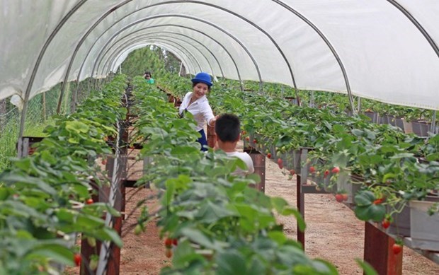Hanoi recurre a una produccion agricola verde y eficaz hinh anh 1