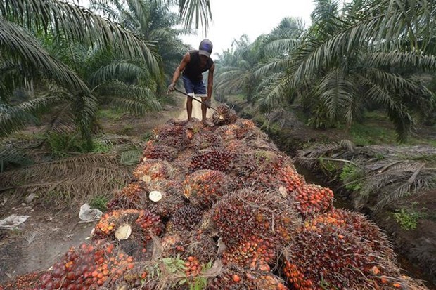 Indonesia aumenta cuota de exportacion de aceite de palma hinh anh 1