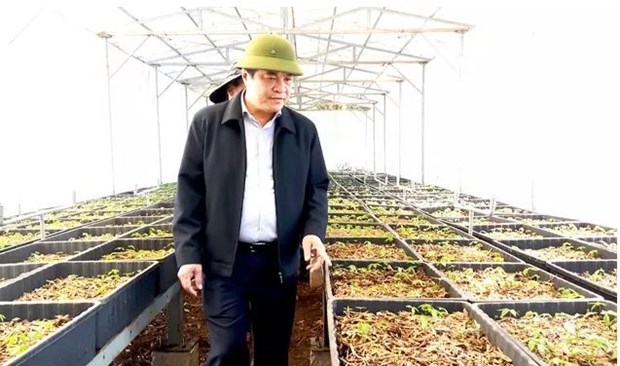 Vietnam planea cultivar 200 mil hectareas de ginseng para 2030 hinh anh 1