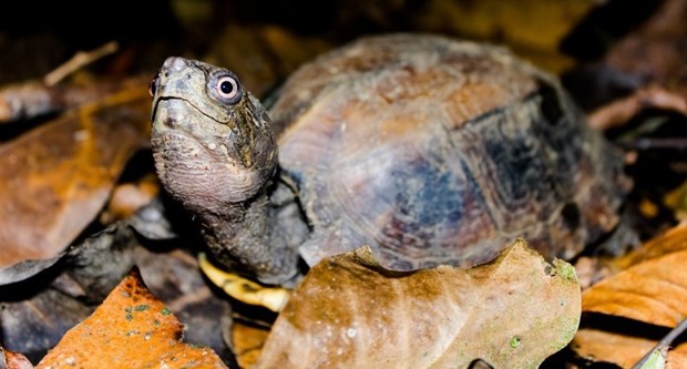 Liberan 70 tortugas al habitat natural en Vietnam hinh anh 1