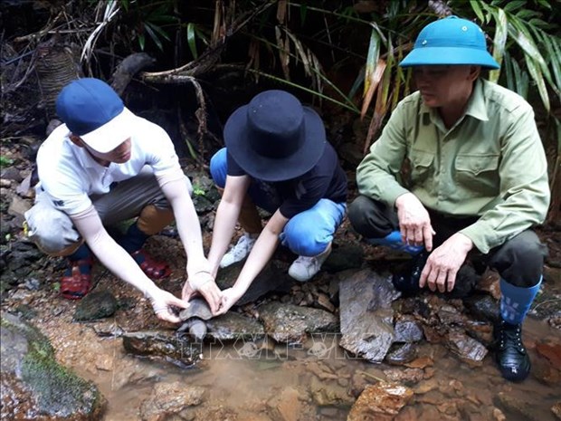 Liberan 70 tortugas al habitat natural en Vietnam hinh anh 2