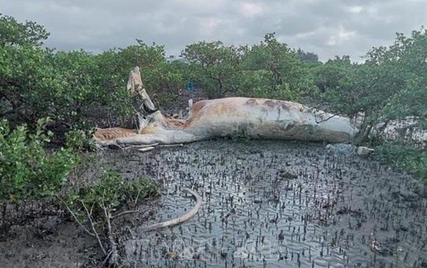 Detectan cadaver de una gran ballena en zona de manglares de Vietnam hinh anh 1