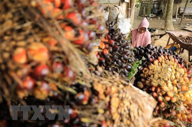 Indonesia suspende impuesto a la exportacion de aceite de palma hinh anh 1
