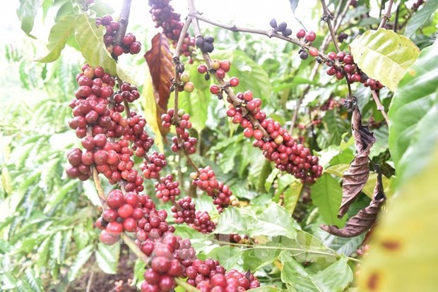 Debatiran oportunidades para exportaciones de cafe vietnamita a Africa hinh anh 1