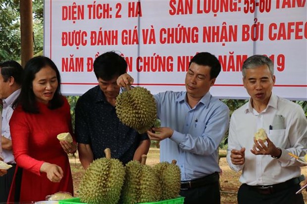 Efectuaran el primer Festival de Durian en localidad vietnamita hinh anh 2