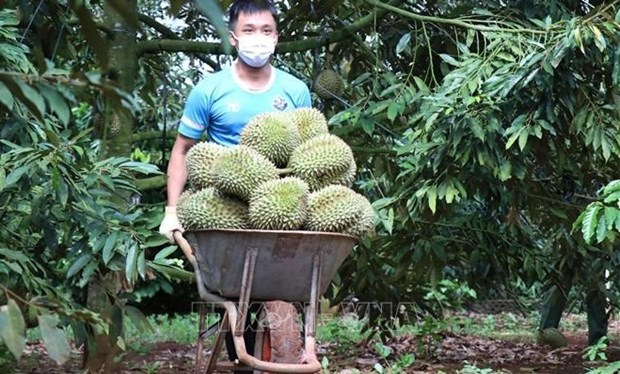 Efectuaran el primer Festival de Durian en localidad vietnamita hinh anh 1