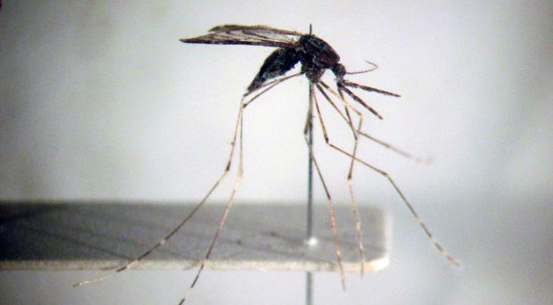 Aumentan casos de dengue en Laos hinh anh 1