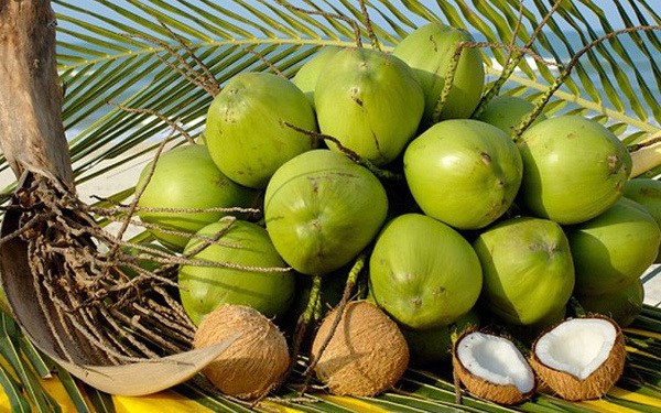 Provincia vietnamita por estimular exportacion de productos de coco hinh anh 1