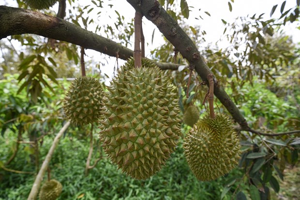 Impulsa Vietnam eficiencia del cultivo de durian para expotacion a China hinh anh 1