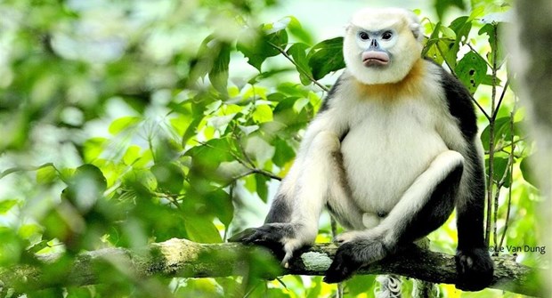 Trabajan por conservacion sostenible de los primates endemicos de Vietnam hinh anh 1
