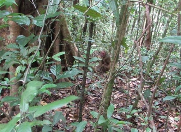 Liberan en Vietnam a pangolin malayo a habitat natural hinh anh 1