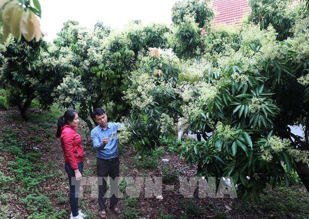 Provincia de Bac Giang apunta a desarrollar productos agricolas claves hinh anh 1
