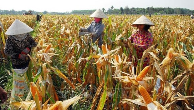 Promueven reduccion rapida y sostenible de la pobreza en Vietnam hinh anh 1