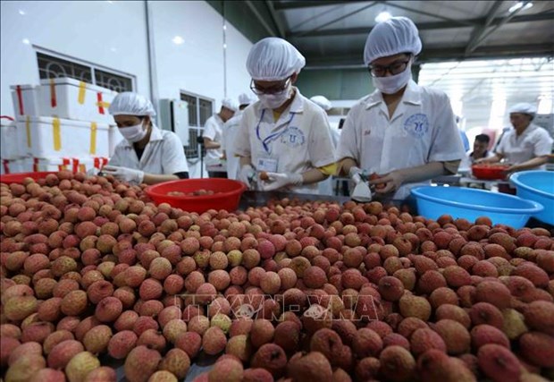Promueven exportaciones de lichis vietnamitas a Estados Unidos hinh anh 1