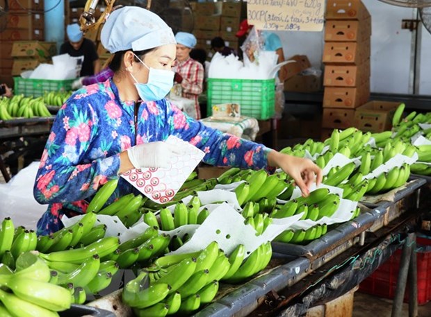 Vietnam y China negocian requisitos fitosanitarios para exportacion de frutas hinh anh 1