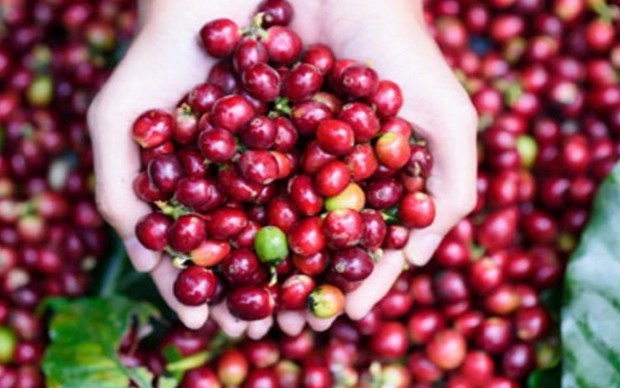 Exportaciones cafeteras de Vietnam crecen 46,2 por ciento hinh anh 1