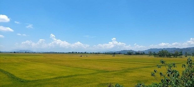 Krong No, el lugar en el que se cultiva arroz en suelo volcanico hinh anh 1