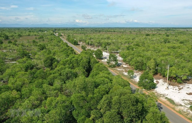 Bosques cubren el 42,02% de superficie total de Vietnam hinh anh 1