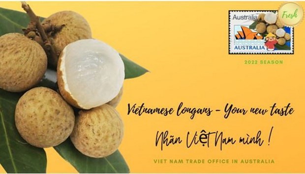 Decenas de toneladas de longan vietnamita ingresan al mercado australiano hinh anh 1