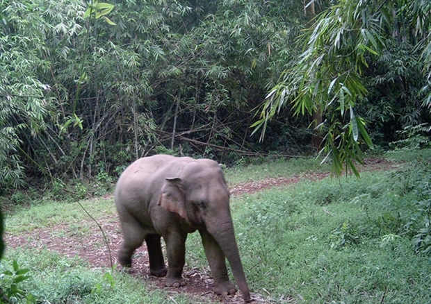 Vietnam se esfuerza por conservar elefantes hinh anh 1