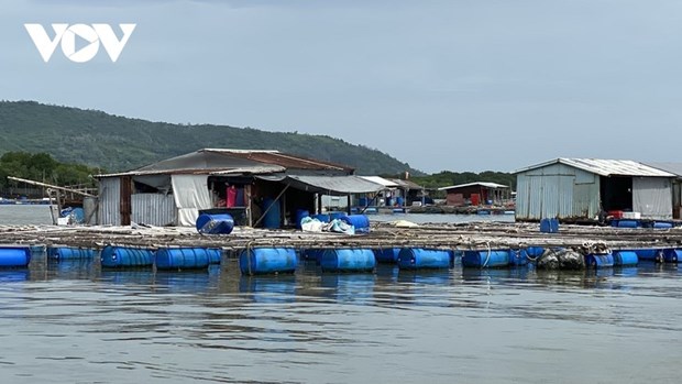 Satisfechos piscicultores en provincia vietnamita por aumento del valor de productos hinh anh 1
