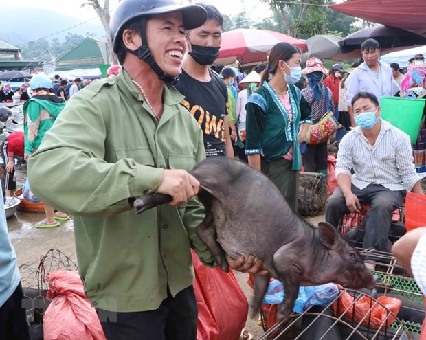 Unico mercado de cerdos en la provincia norvietnamita de Lai Chau hinh anh 1
