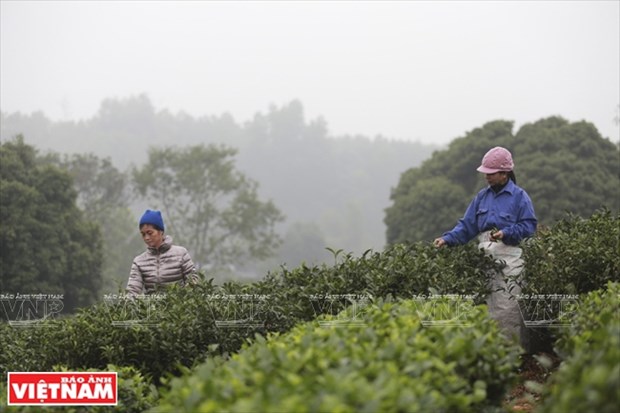 Vietnam, septimo mayor productor de te en el mundo hinh anh 2