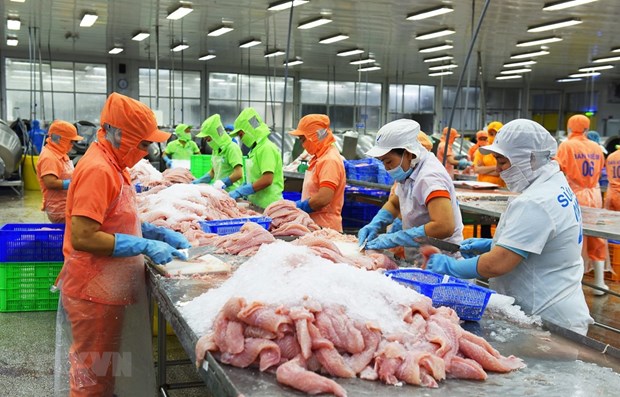 Mexico figura entre los tres mayores mercados receptores de pescado vietnamita Tra hinh anh 1