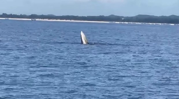 Aparece una ballena en aguas vietnamitas hinh anh 1