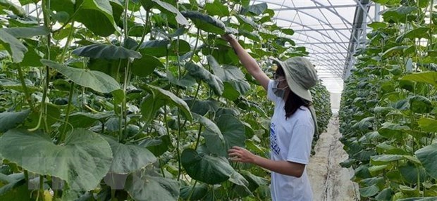 Promueven desarrollo de agricultura organica en provincia vietnamita hinh anh 1