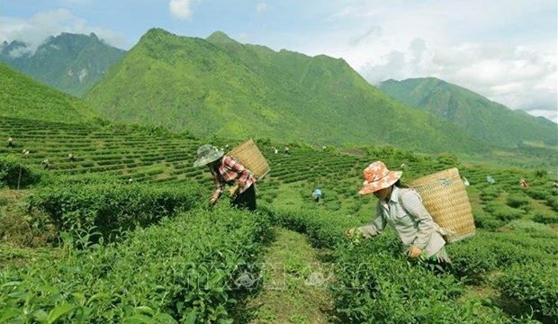 Vietnam, septimo mayor productor de te en el mundo hinh anh 1