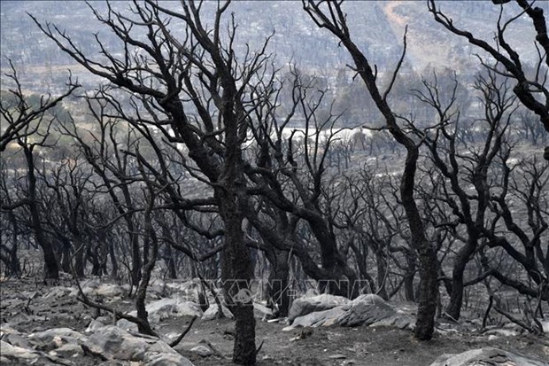 Vietnam expresa condolencias a Argelia por graves incendios forestales hinh anh 1