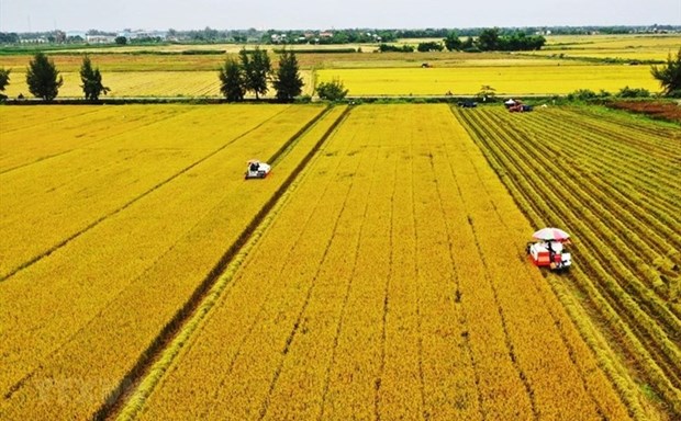 Expertos extranjeros pronostican aumento de precios del arroz vietnamita hinh anh 2