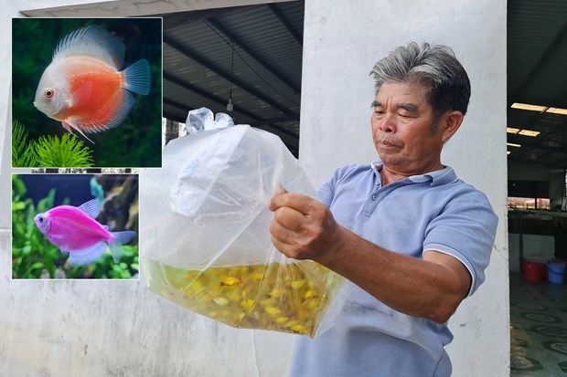 Vietnam se rige entre los 20 mayores exportadores de peces ornamentales del mundo hinh anh 2