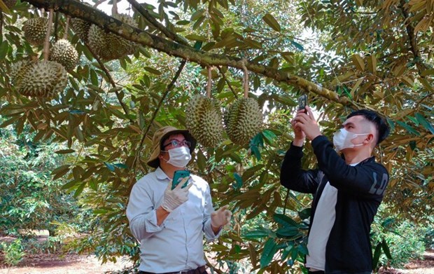 Aduanas chinas aprecian areas del cultivo de durian en Vietnam hinh anh 2