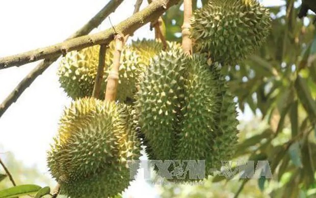 Aduanas chinas aprecian areas del cultivo de durian en Vietnam hinh anh 1