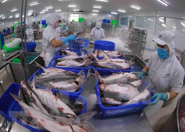 Cae la exportacion vietnamita de camarones y sube la del pescado Tra hinh anh 1