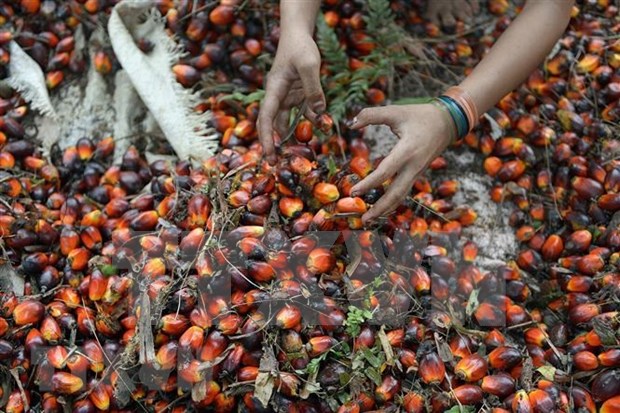 Indonesia extiende exencion del impuesto a exportacion de aceite de palma hasta finales de octubre hinh anh 1