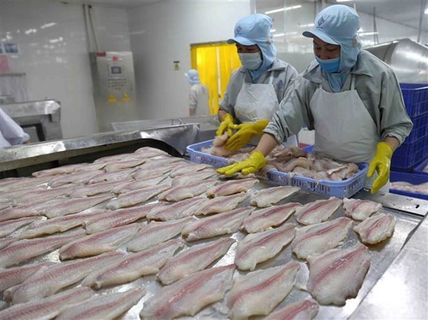 Provincia deltaica apunta a 980 millones de dolares de exportaciones de pescado tra hinh anh 1