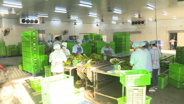 Provincia vietnamita de Quang Ninh por ampliar produccion agricola organica hinh anh 1