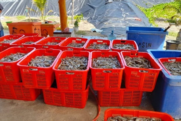 Indonesia por aumentar produccion de camarones a dos millones de toneladas hinh anh 1