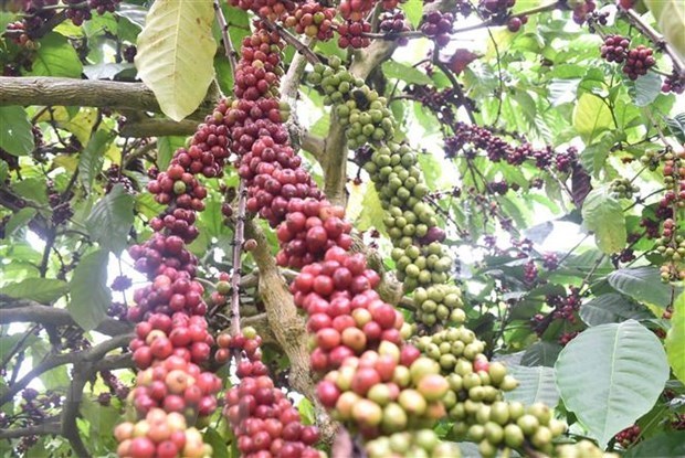 Vietnam, segundo mayor proveedor de cafe en el mundo hinh anh 1