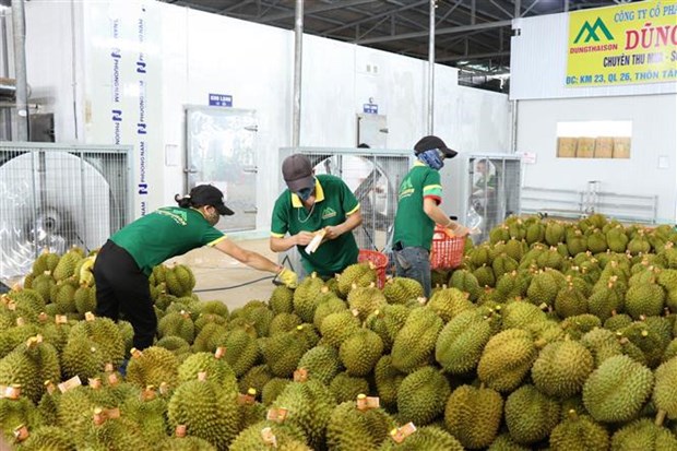 Exportan primer lote de durian de la provincia vietnamita de Dak Lak a China hinh anh 1